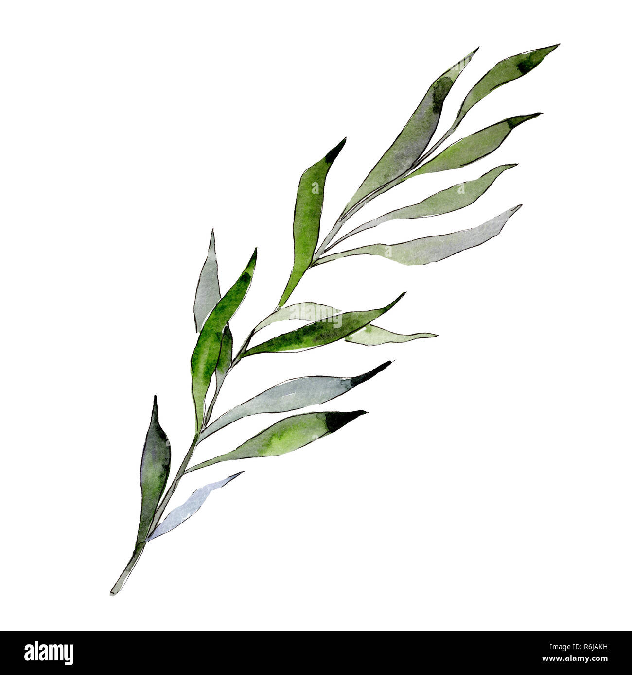 Isolated Willow branches illustration element. Watercolor background  illustration set. Green leaf Stock Photo - Alamy