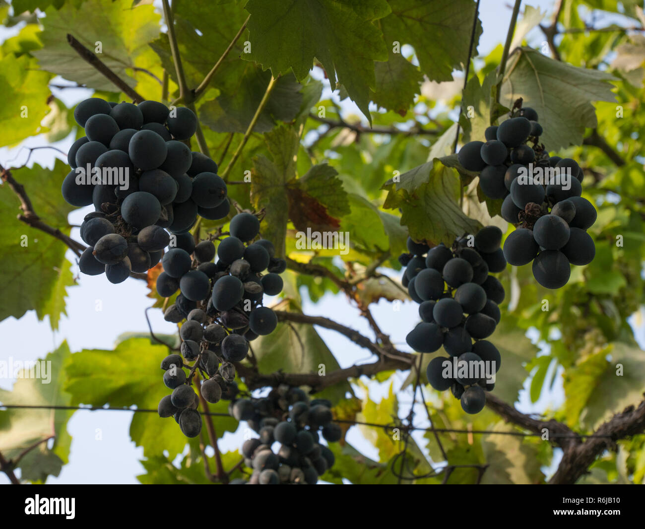 Homegrown black grapes hanging on a vine in a local garden in a suburb