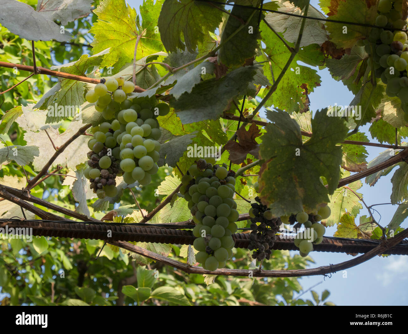 Homegrown grapes hanging on a vine in a local garden in a suburb of ...