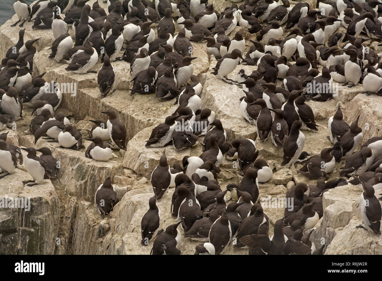Guillemots roosting and nesting at St. Abbs Head, Scottish Borders, UK Stock Photo
