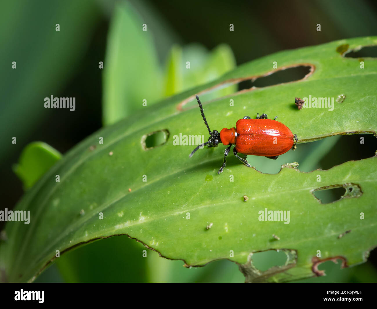 Scarlet lily beetle (Lilioceris lilii, family Chrysomelidae) sitting on a green leaf Stock Photo