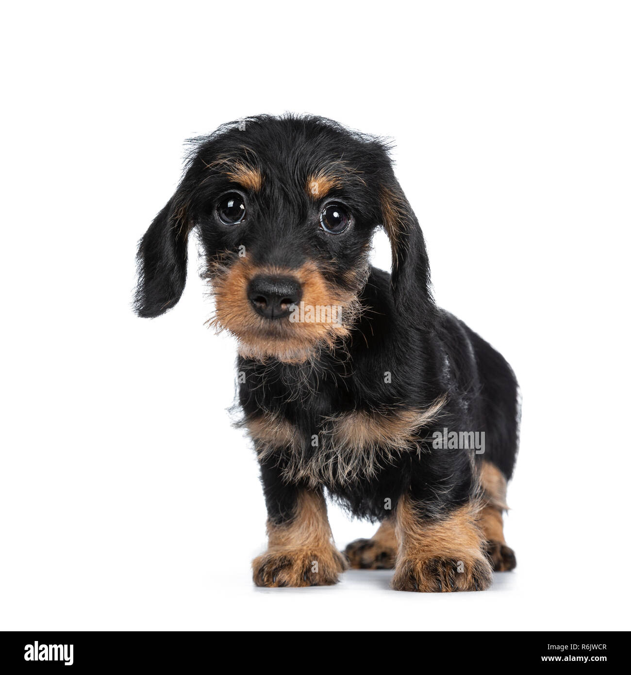 Adorable mini hot sale dachshund