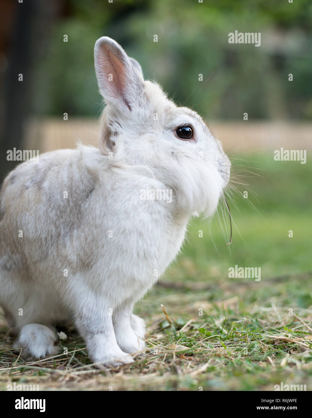 A white dwarf rabbit (lions head) sitting in the grass, eating Stock Photo