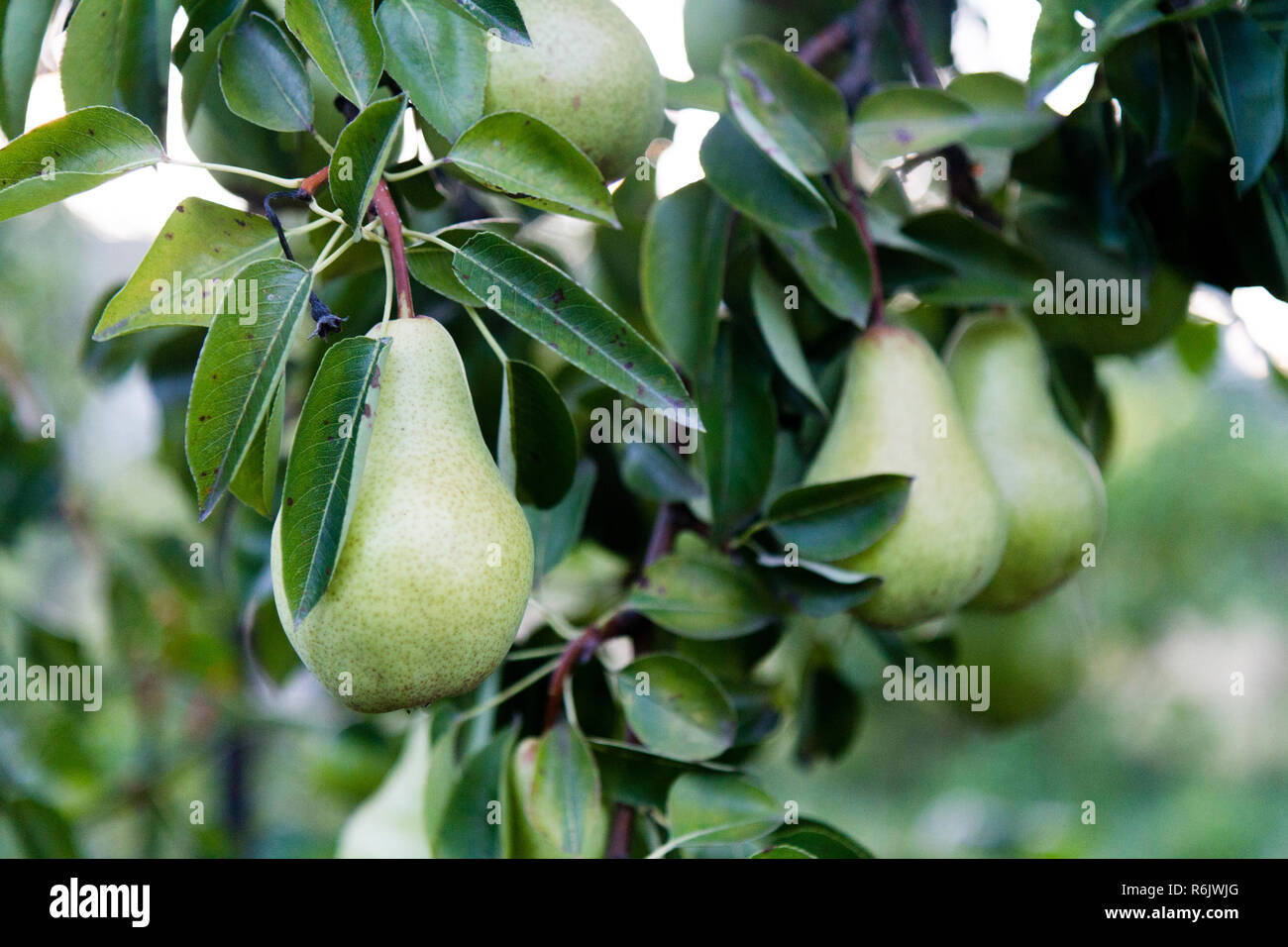 ripening pears (species of genus Pyrus  in the family Rosaceae, bearing the pomaceous fruit) Stock Photo