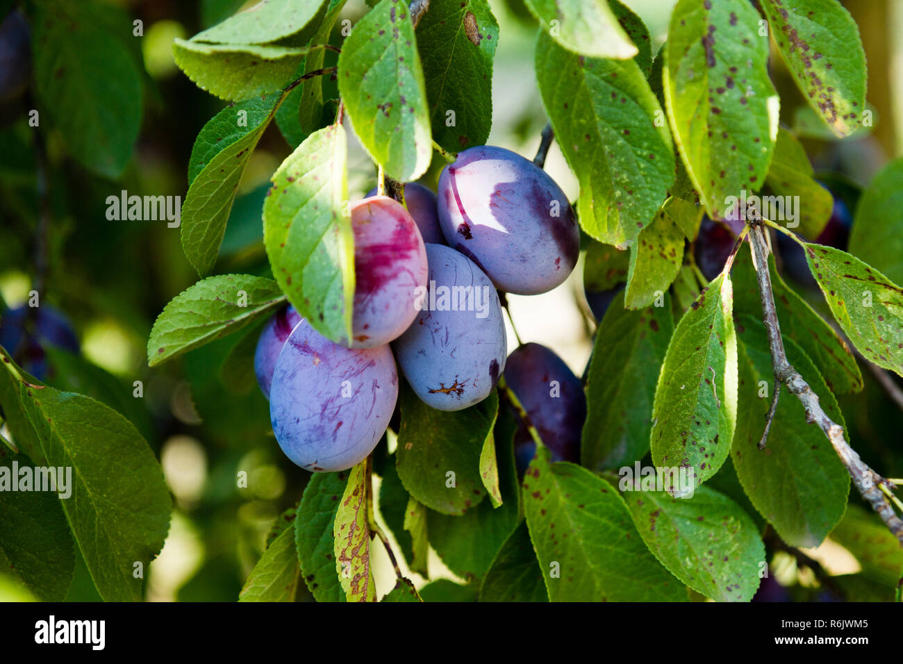 ripening plums (a plum is a fruit of the subgenus Prunus of the genus Prunus) Stock Photo