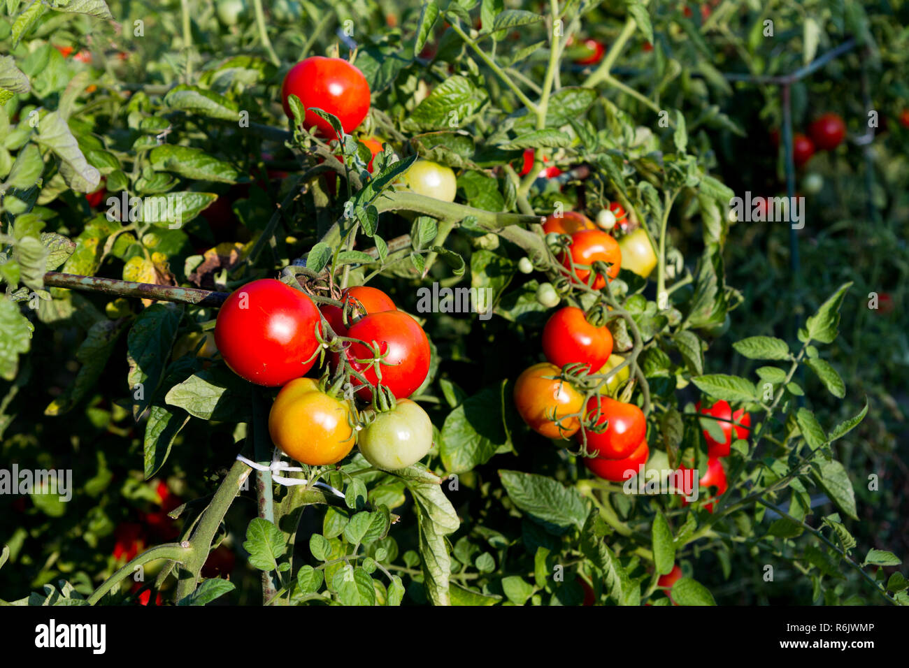 Nightshade vegetable hires stock photography and images Alamy