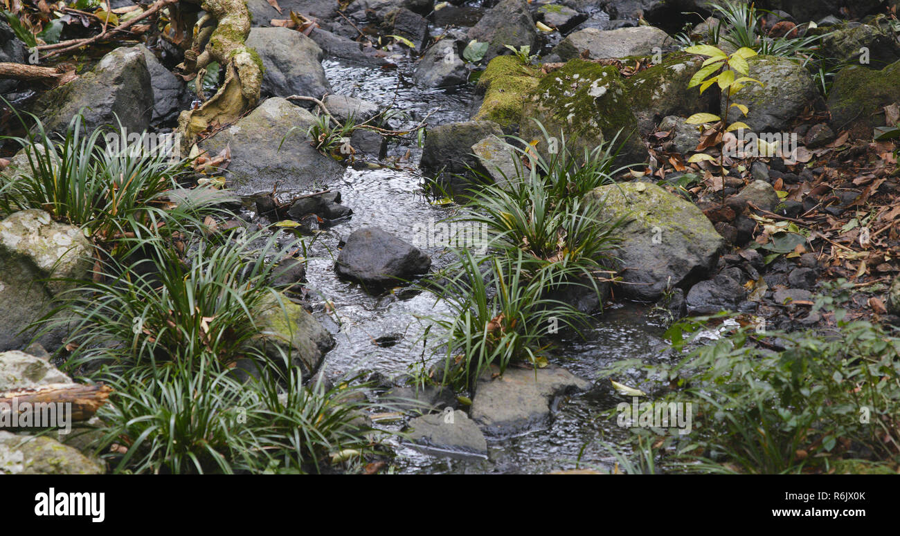 Tree stream spring bouncing hi-res stock photography and images - Alamy