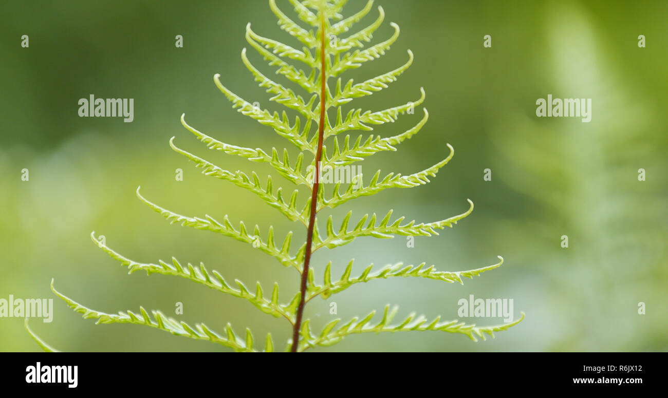 Fern leaf hop bush hi-res stock photography and images - Alamy