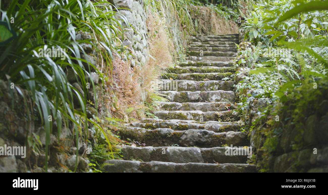 Tropical green forest Stock Photo - Alamy