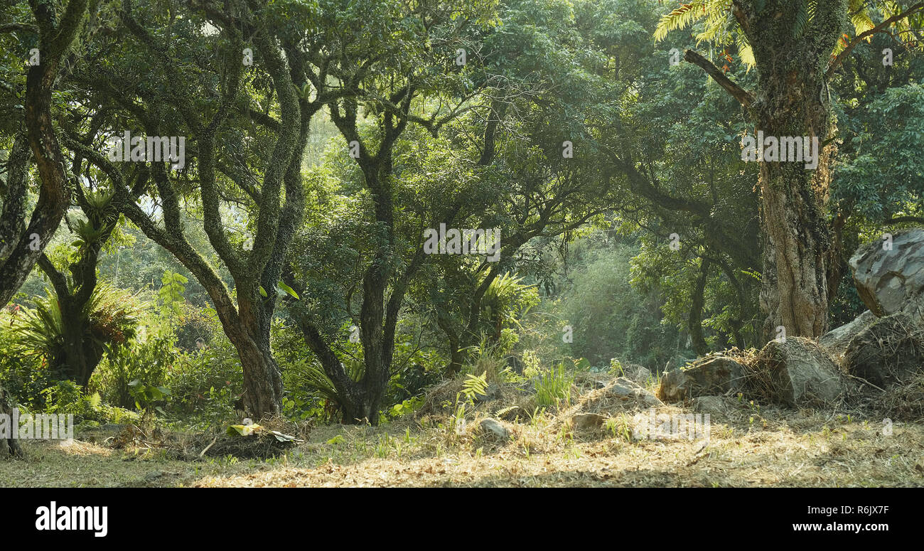 Tropical green forest and sunlight Stock Photo - Alamy
