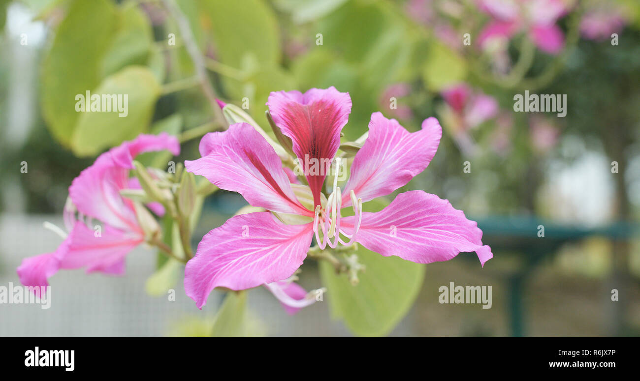 Pink Bauhinia flower Stock Photo