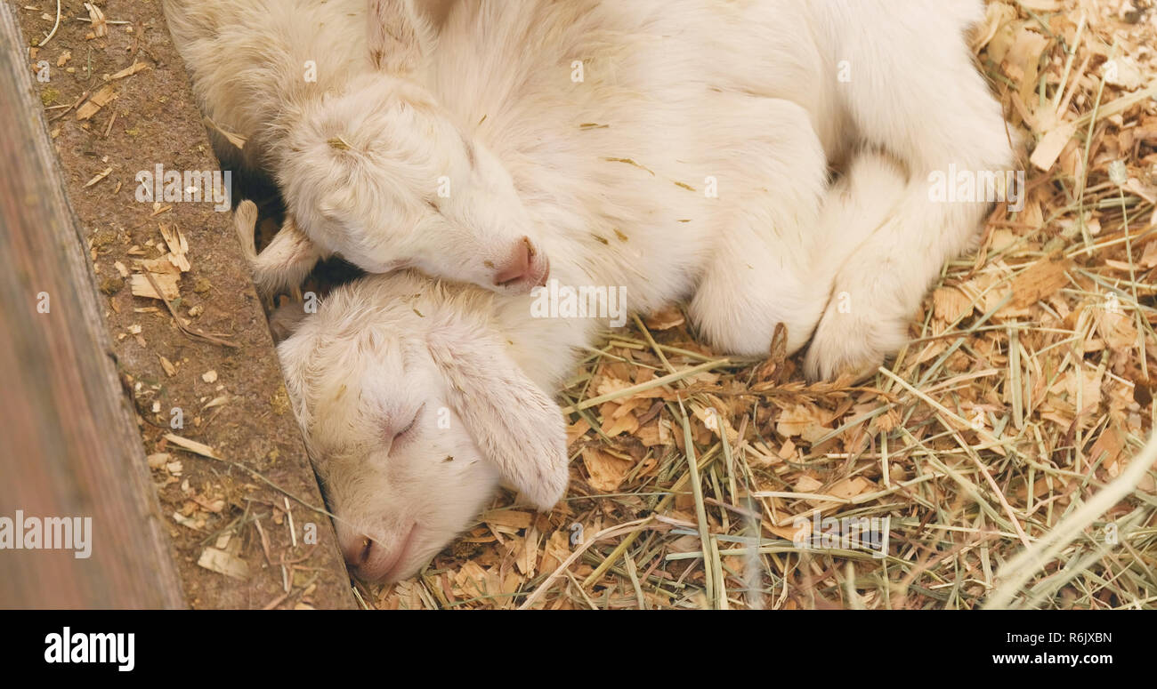 Sleeping baby goat Stock Photo Alamy