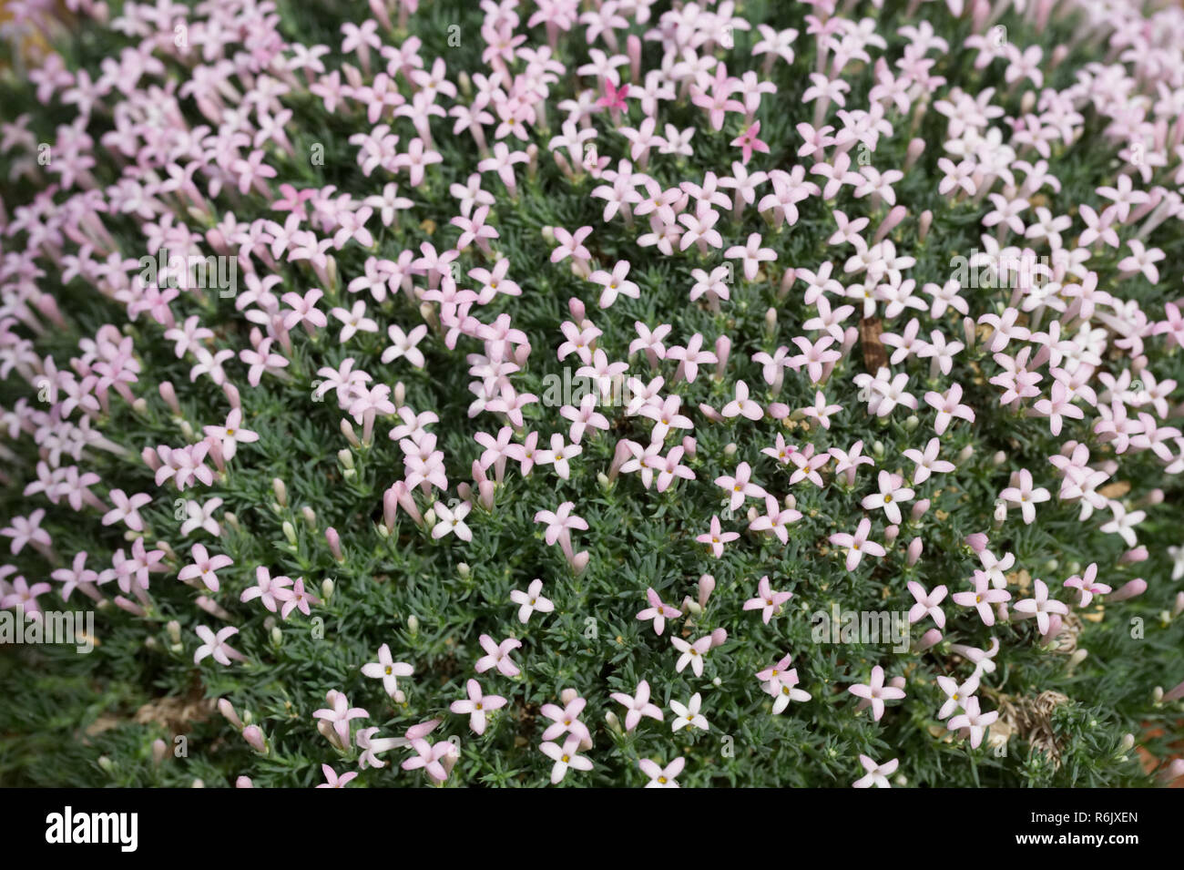 Asperula sintenisii flowers. Stock Photo