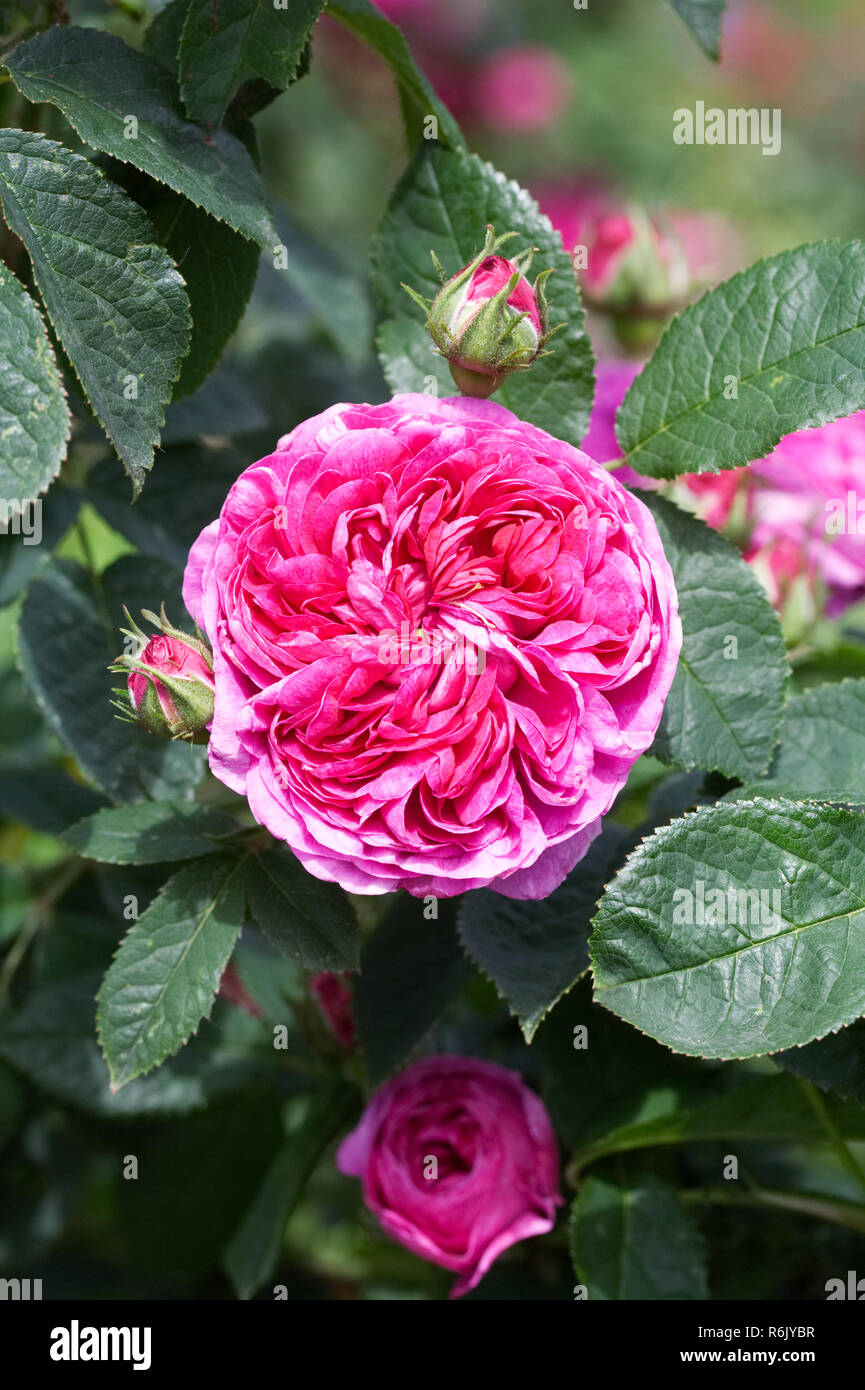 Rosa 'Charles de Mills' flower. Stock Photo