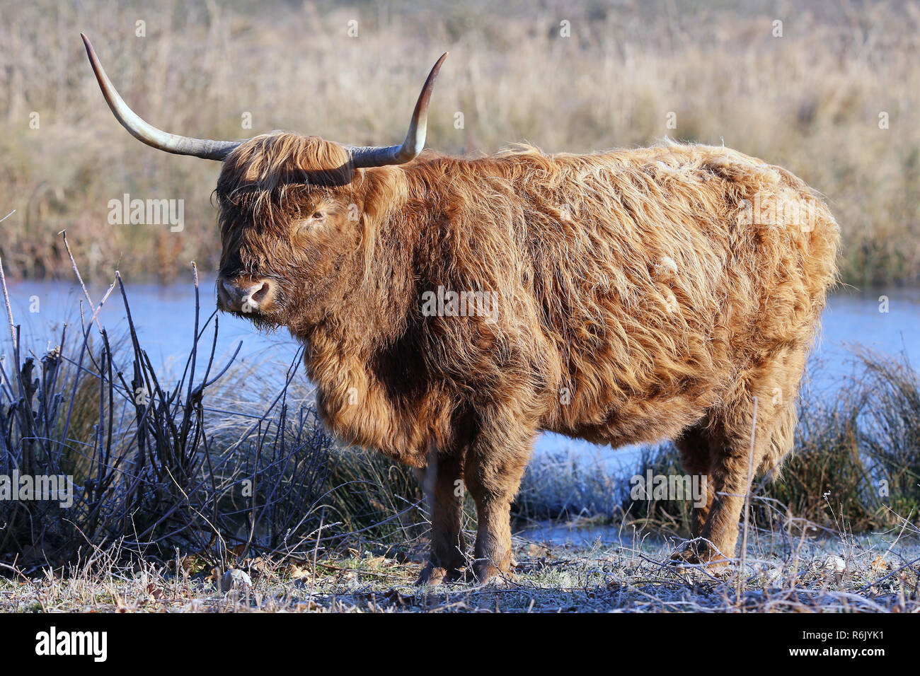 scottish highland cattle kyloe at the waterhole in winter Stock Photo