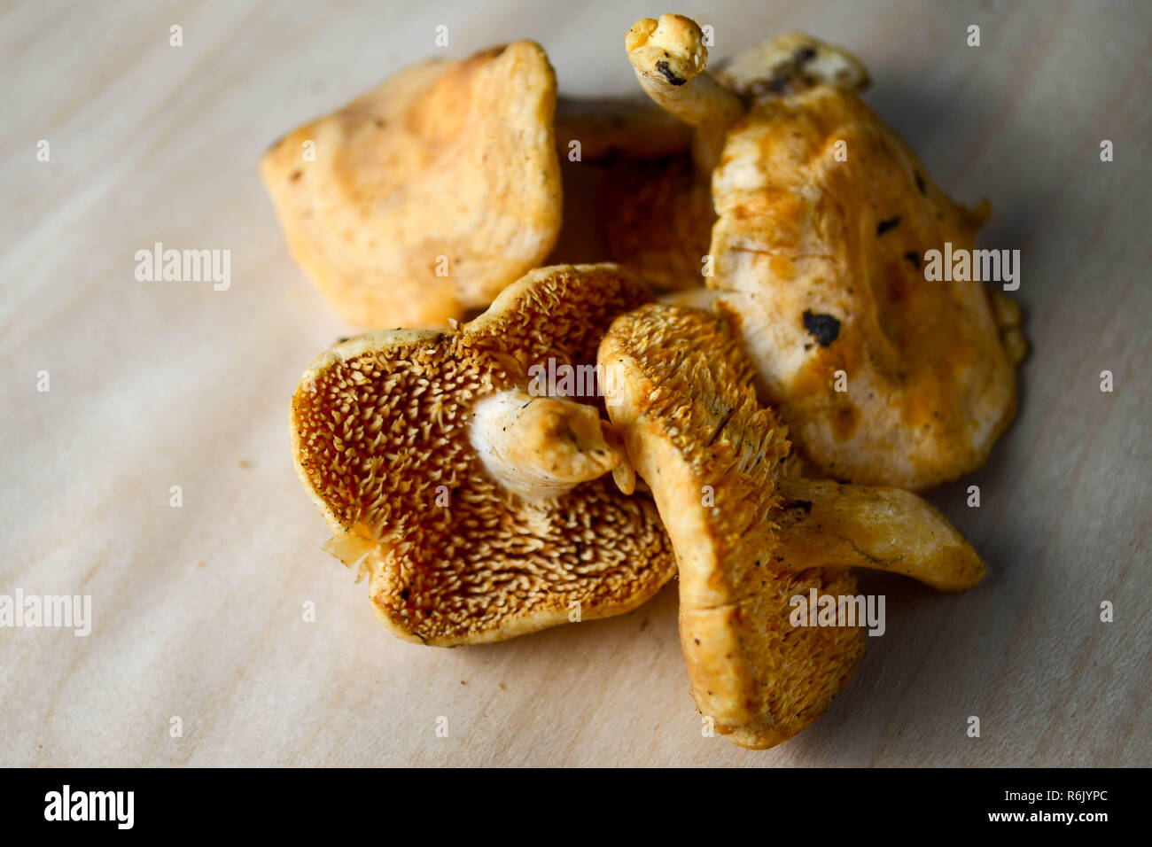 Hedgehog mushrooms (Hydnum repandum), also called sweet tooth and wood hedgehog mushrooms, shown on a pale wood background. Stock Photo