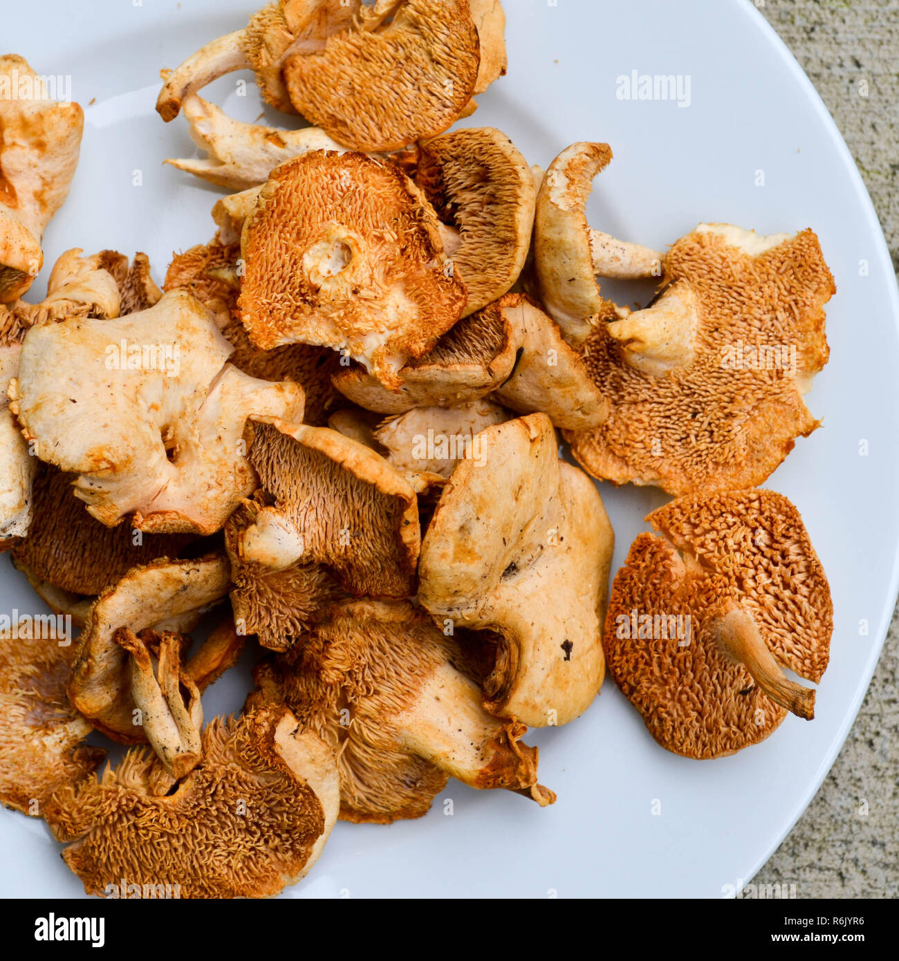 Hedgehog mushrooms (Hydnum repandum), also called sweet tooth and wood hedgehog mushrooms, shown on a white plate (top-down, flat-lay). Stock Photo