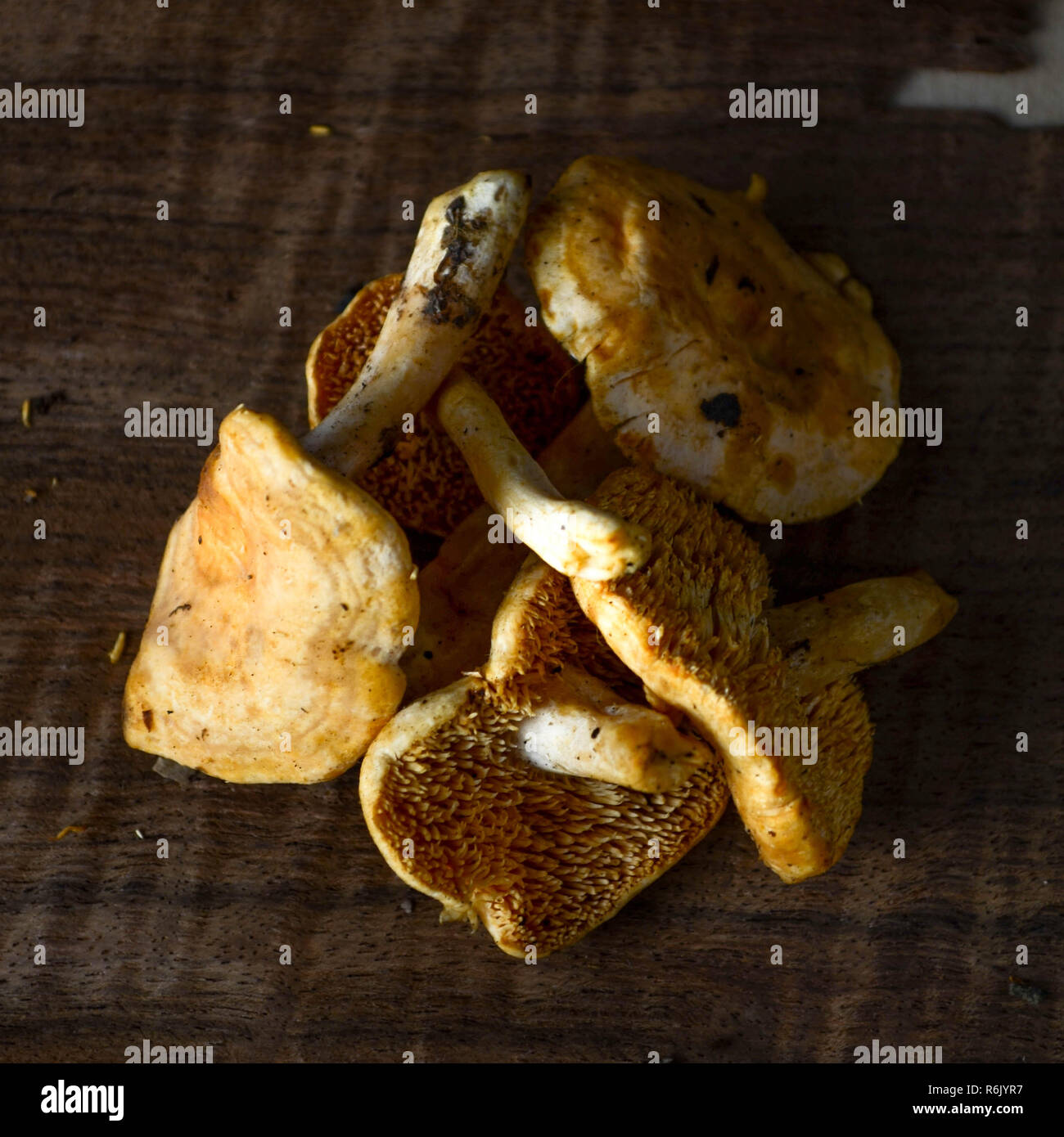 Hedgehog mushrooms (Hydnum repandum), also called sweet tooth and wood hedgehog mushrooms, shown on a rustic dark wood background. Stock Photo