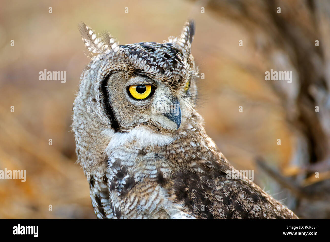 Spotted eagle-owl portrait Stock Photo