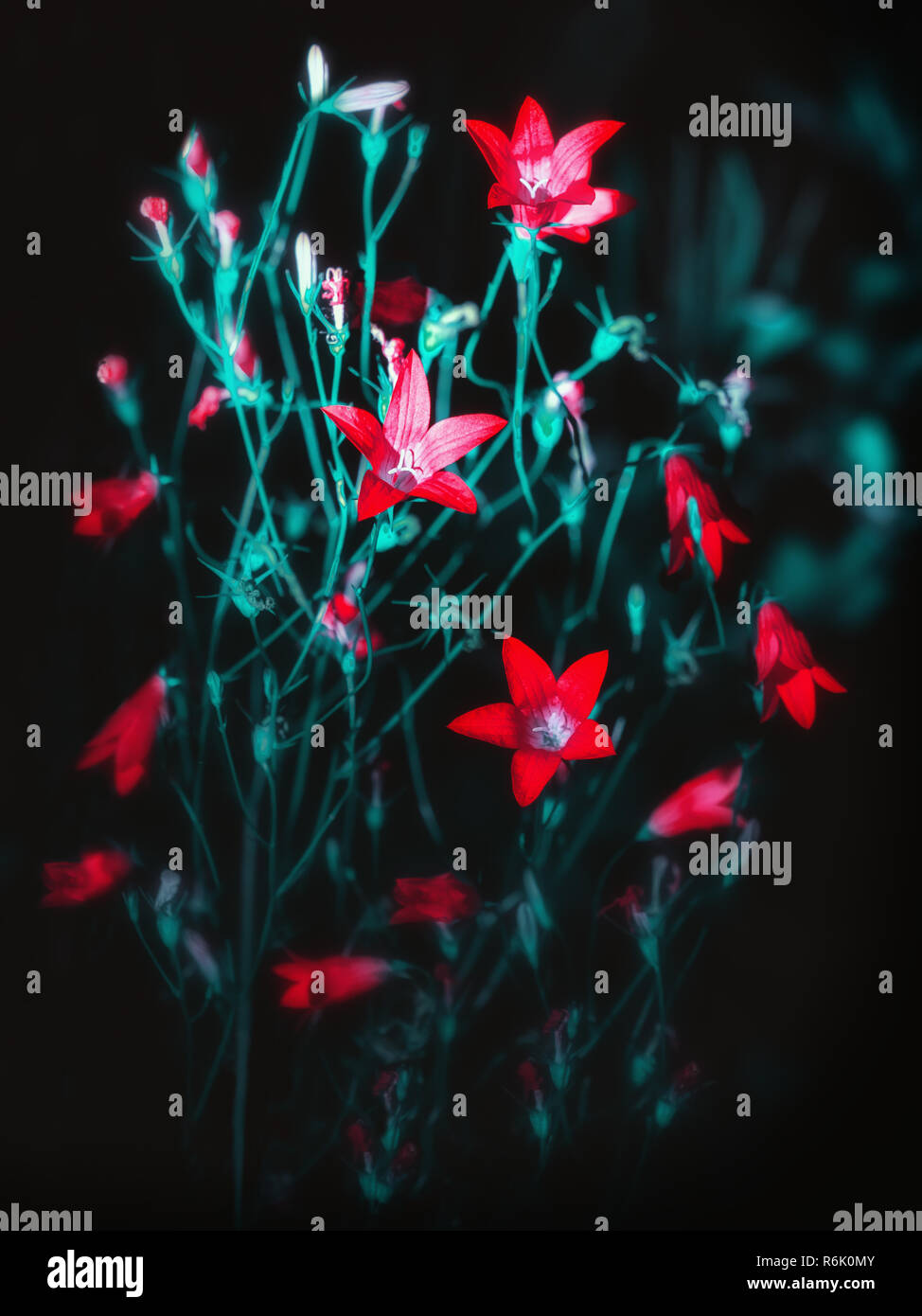 Red Bell Flowers On A Black Background Stock Photo