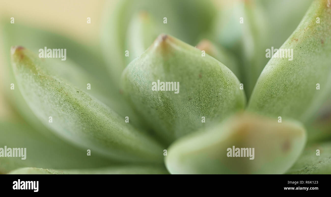 Green Succulents plant Stock Photo Alamy