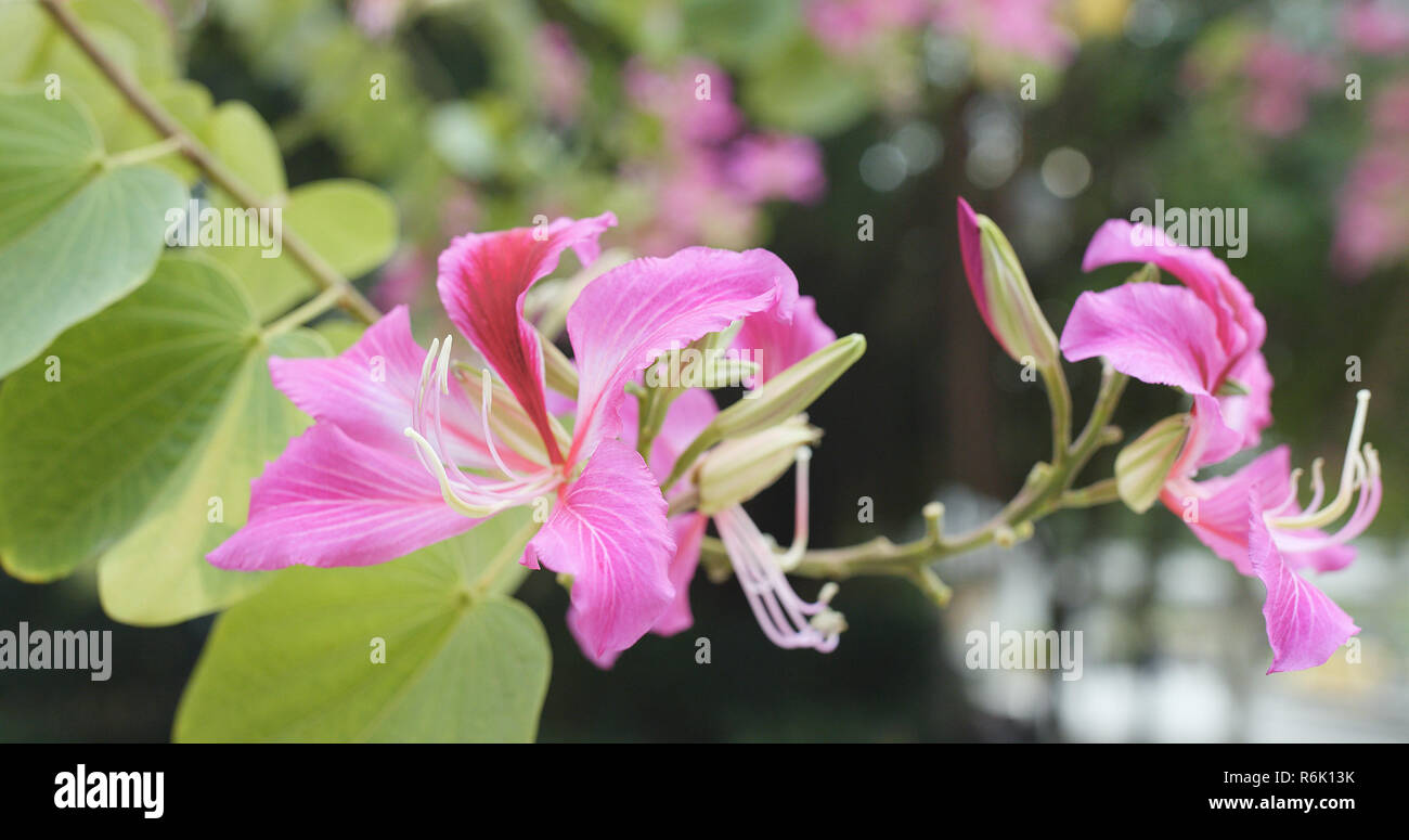Bauhinia flower in Hong Kong Stock Photo