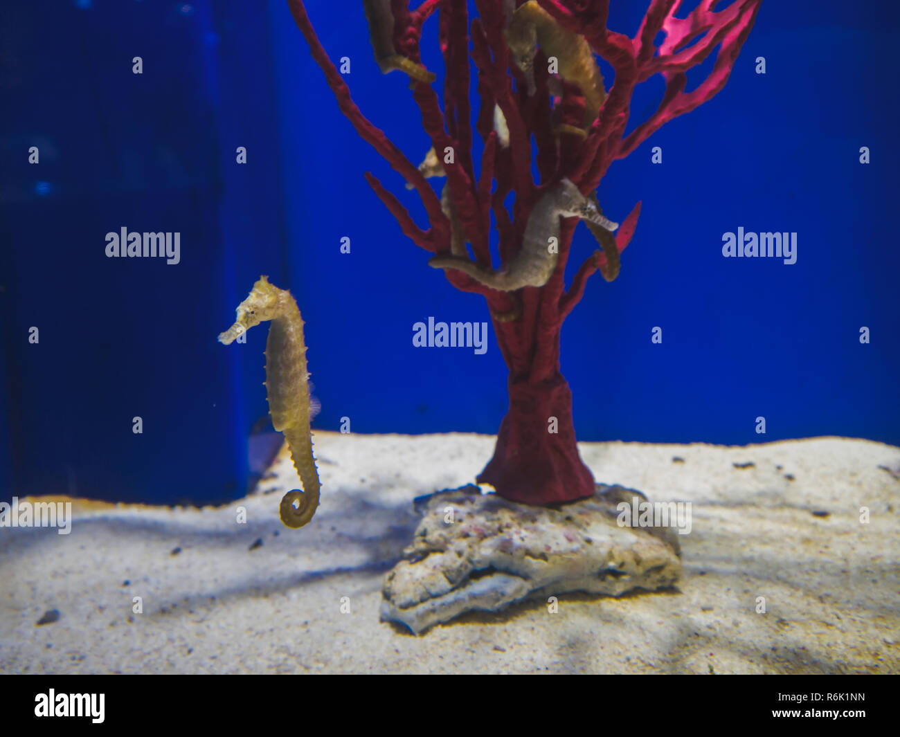 Exotic seahorses for best sale sale