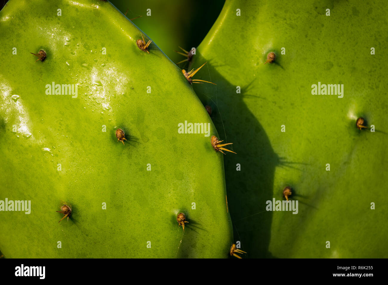 Close up of some spiky cactus leaves in Mexico Stock Photo - Alamy