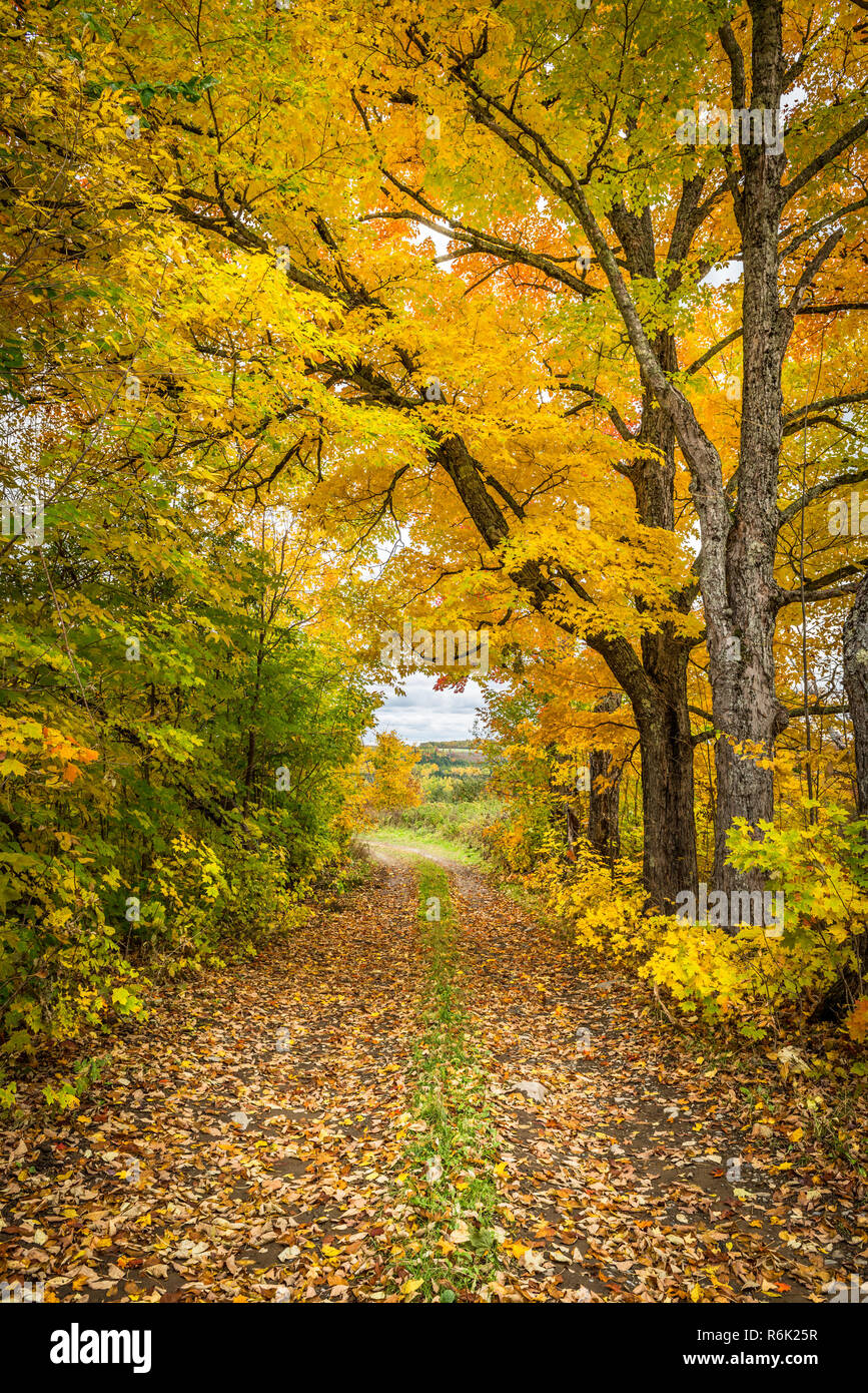 The changing leaves of autumn in New Brunswick, Canada Stock Photo Alamy