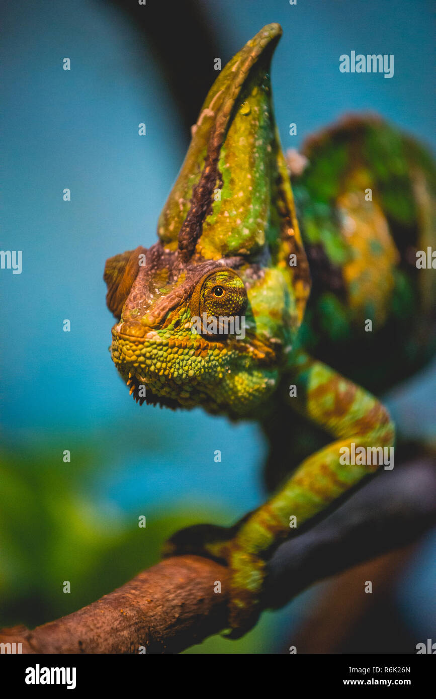 A chameleon walks along a branch in the rainforest. Stock Photo