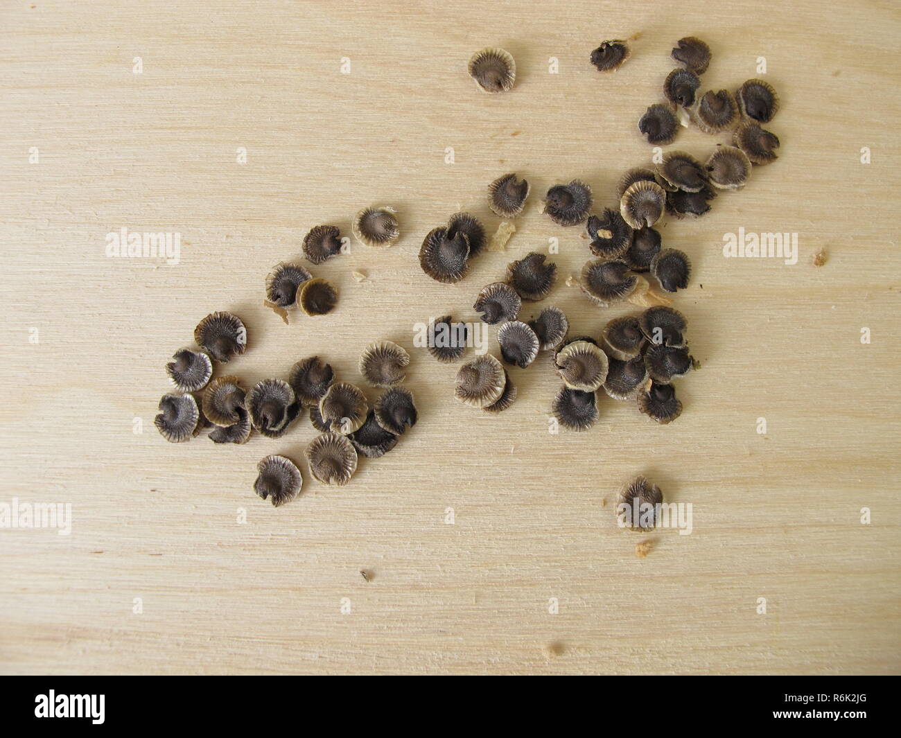 seeds from the mallow Stock Photo
