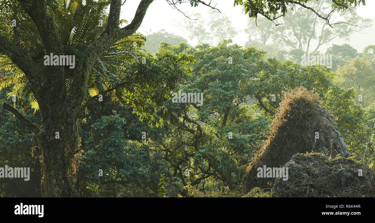 Tropical green forest Stock Photo Alamy