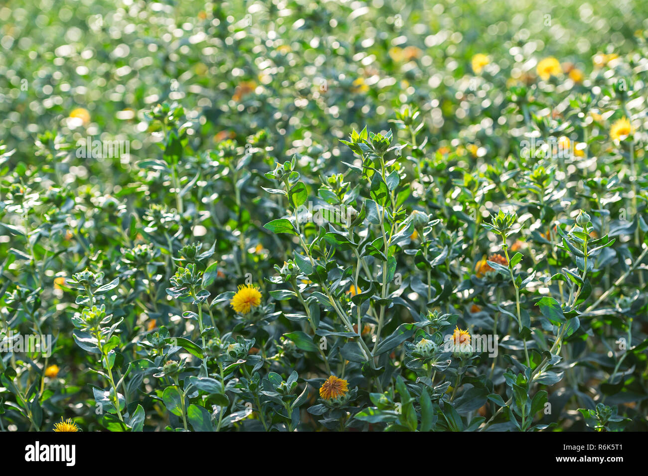Safflower in garden hires stock photography and images Alamy
