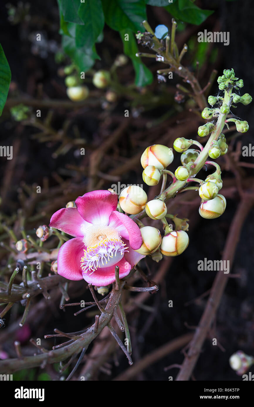 Shorea robusta(Couroupita guianensis) on the tree Stock Photo