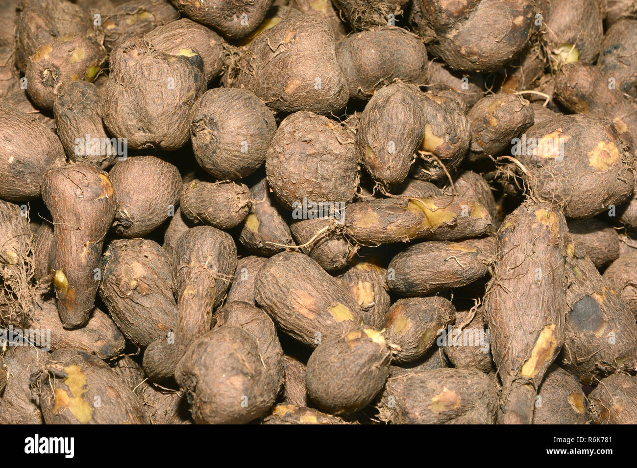 Native vegetable in the South of Thailand be similar to potatoes Stock Photo