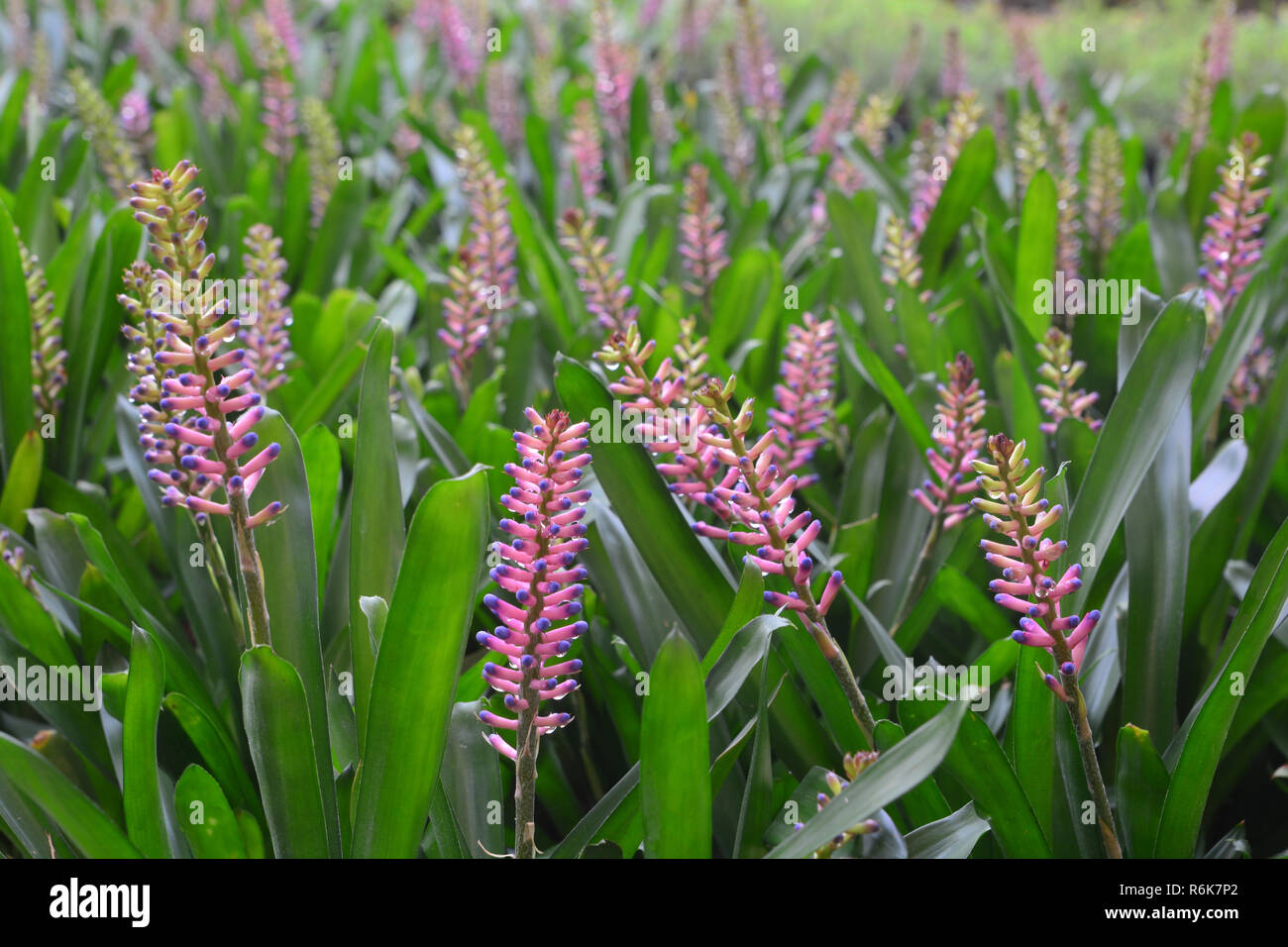 Bromeliad - MatchStick (Aechmea gamosepala Stock Photo - Alamy