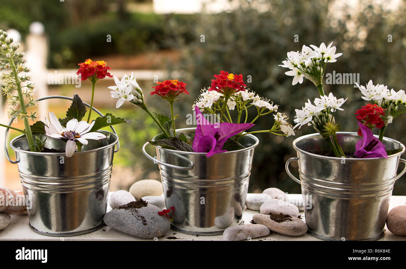 spring time planting time,balcony planting with small plants in metal