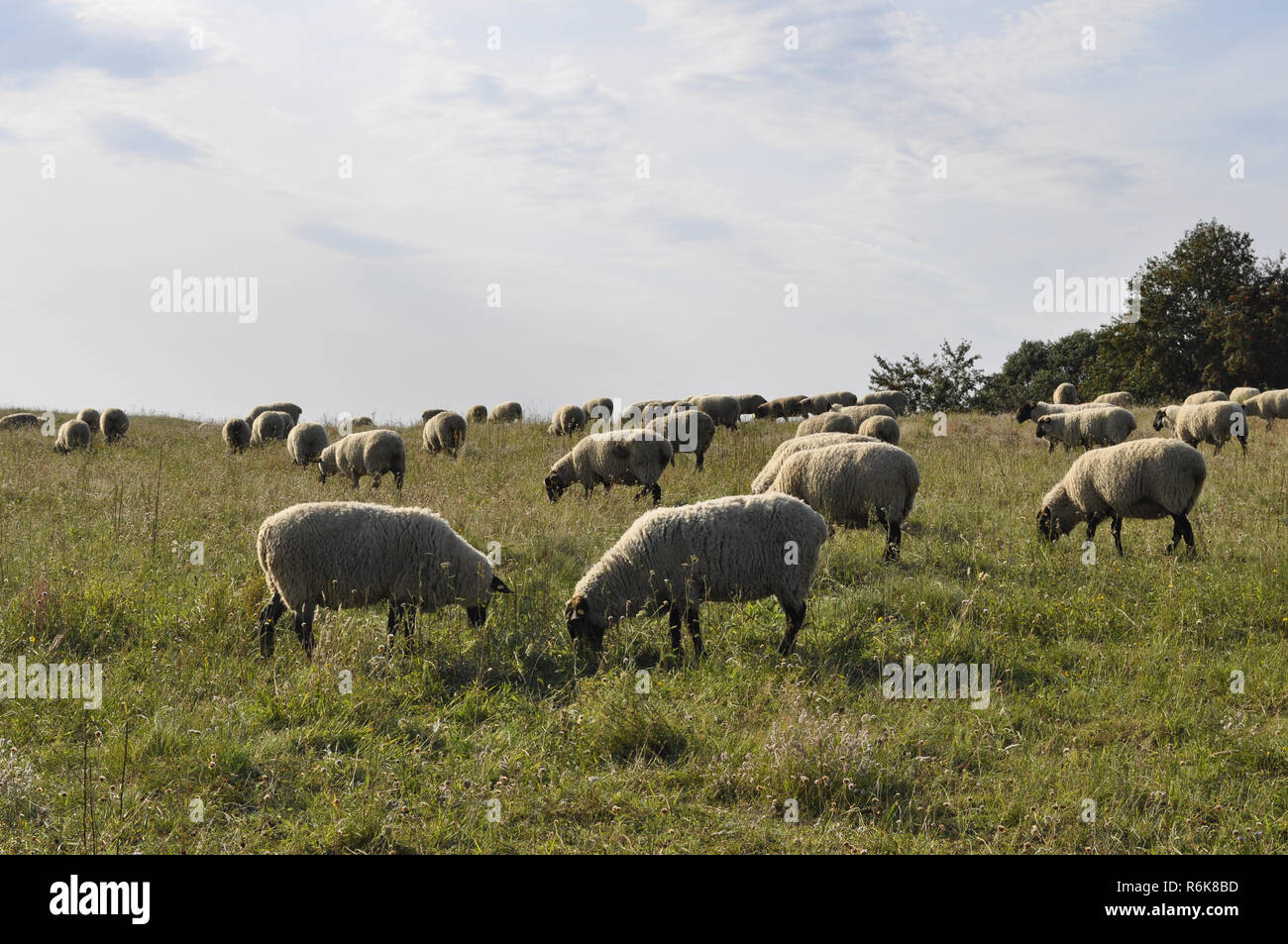 sheep run Stock Photo