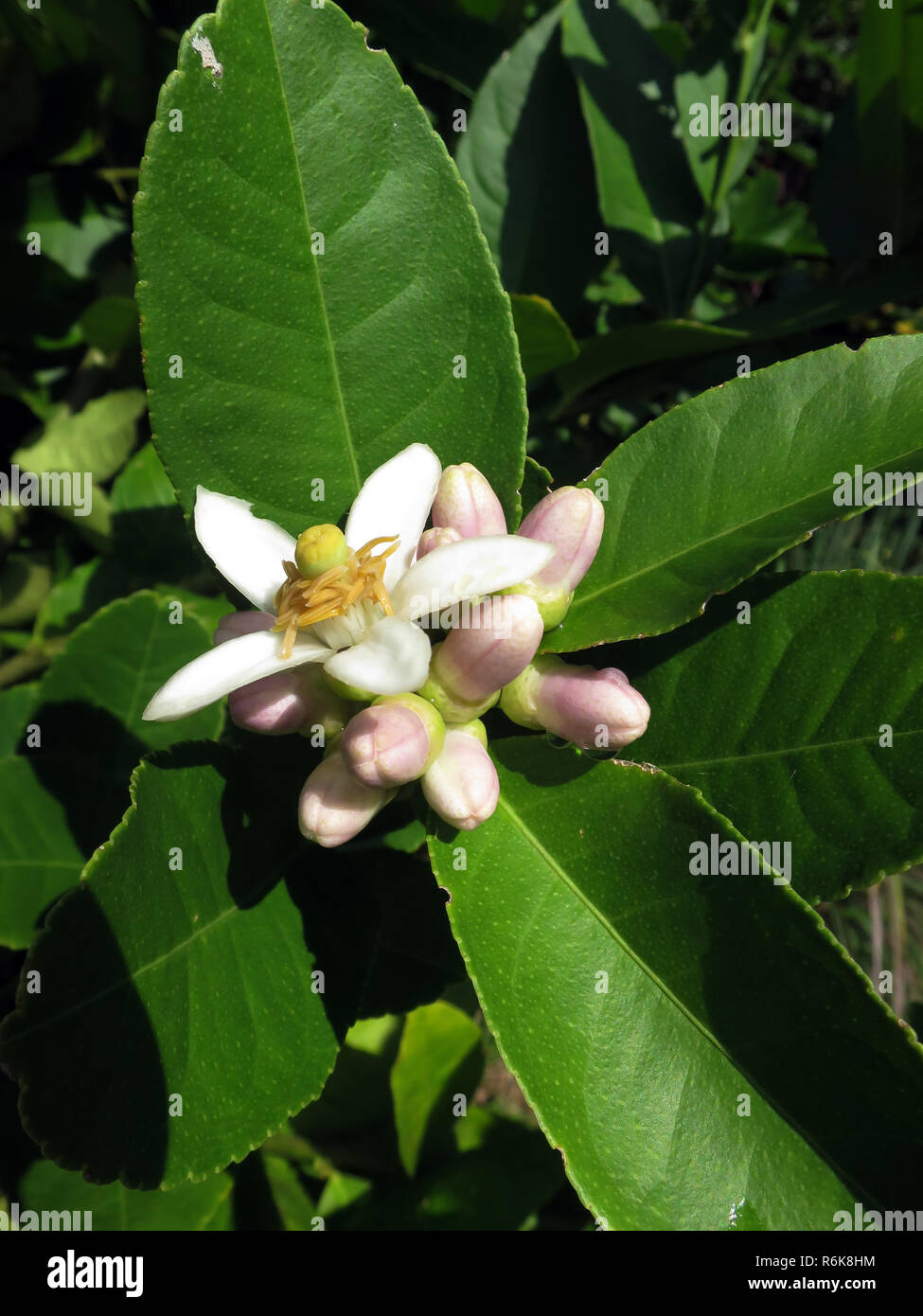 lemon tree (citrus limon) flowering shrub Stock Photo Alamy