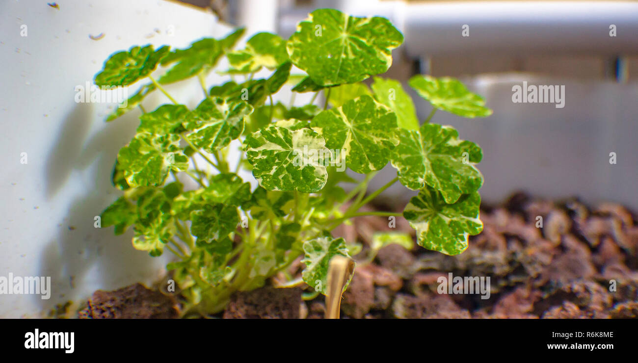 Aquaponics plant on a grow bed with lava rocks Stock Photo Alamy
