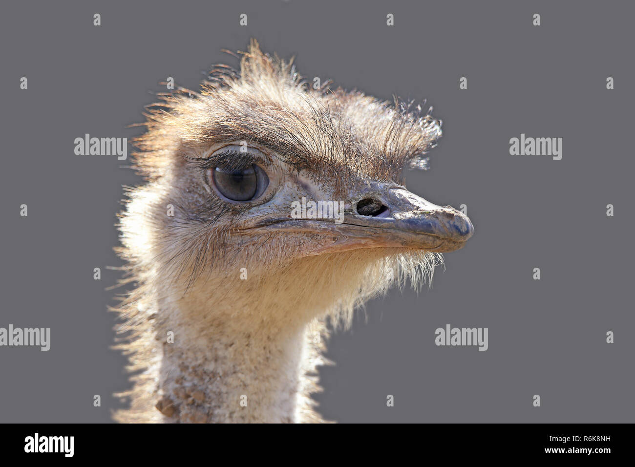 head study african ostrich struthio camelus Stock Photo