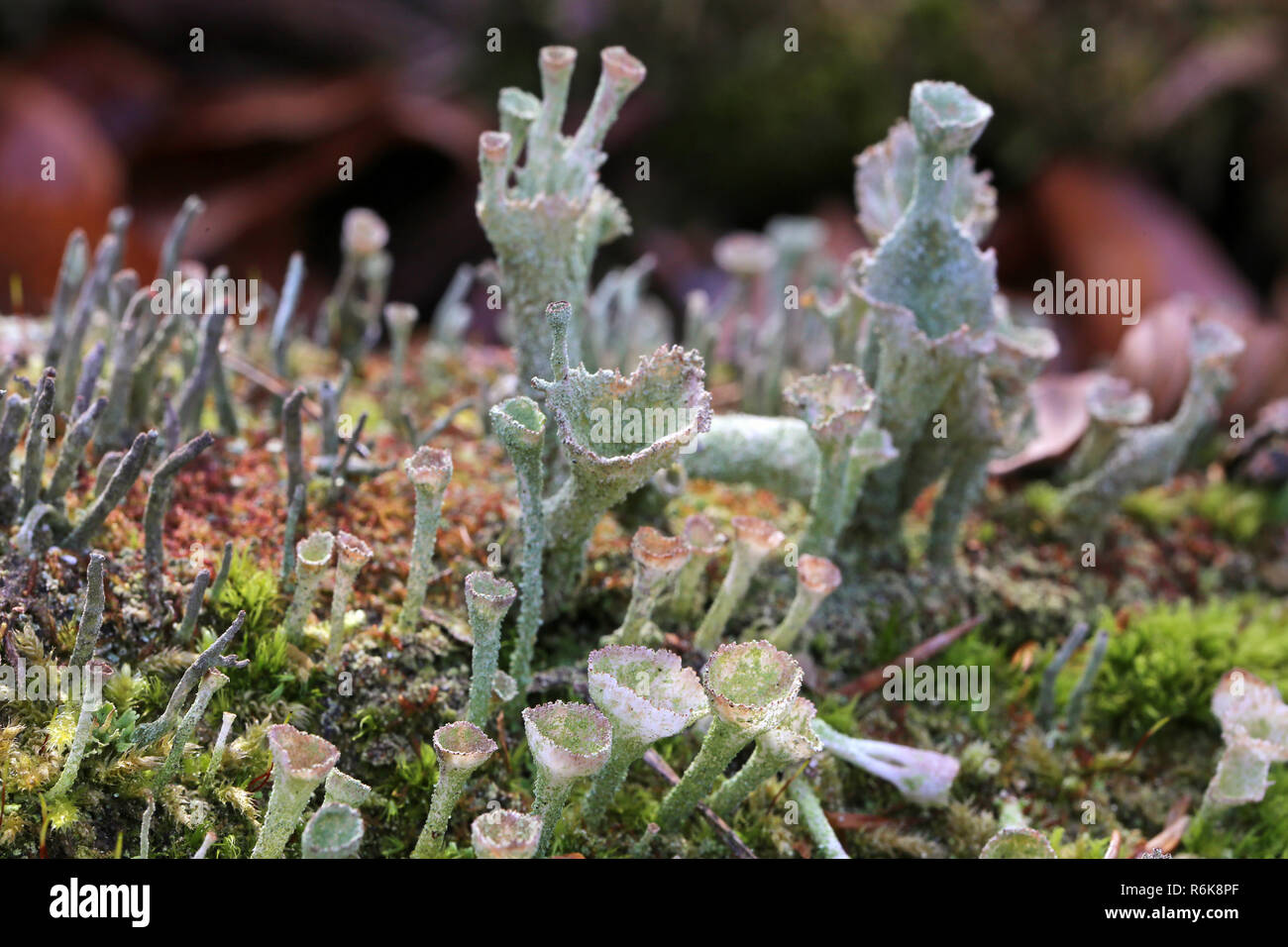 Soredia hi-res stock photography and images - Alamy