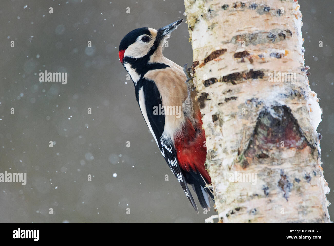 Greater spotted woodpecker on silver birch in winter Stock Photo