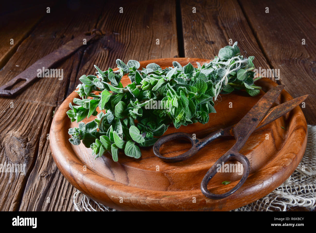 aromatic oregano (origanum vulgare) Stock Photo