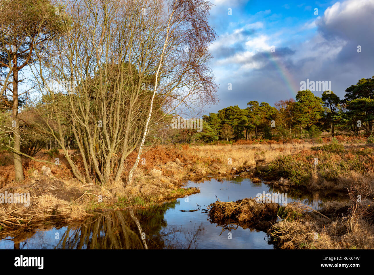 Vibrant landscape photograph taken on Canford heath nature reserve with sunlit foreground and cloudy background with rainbow. Stock Photo
