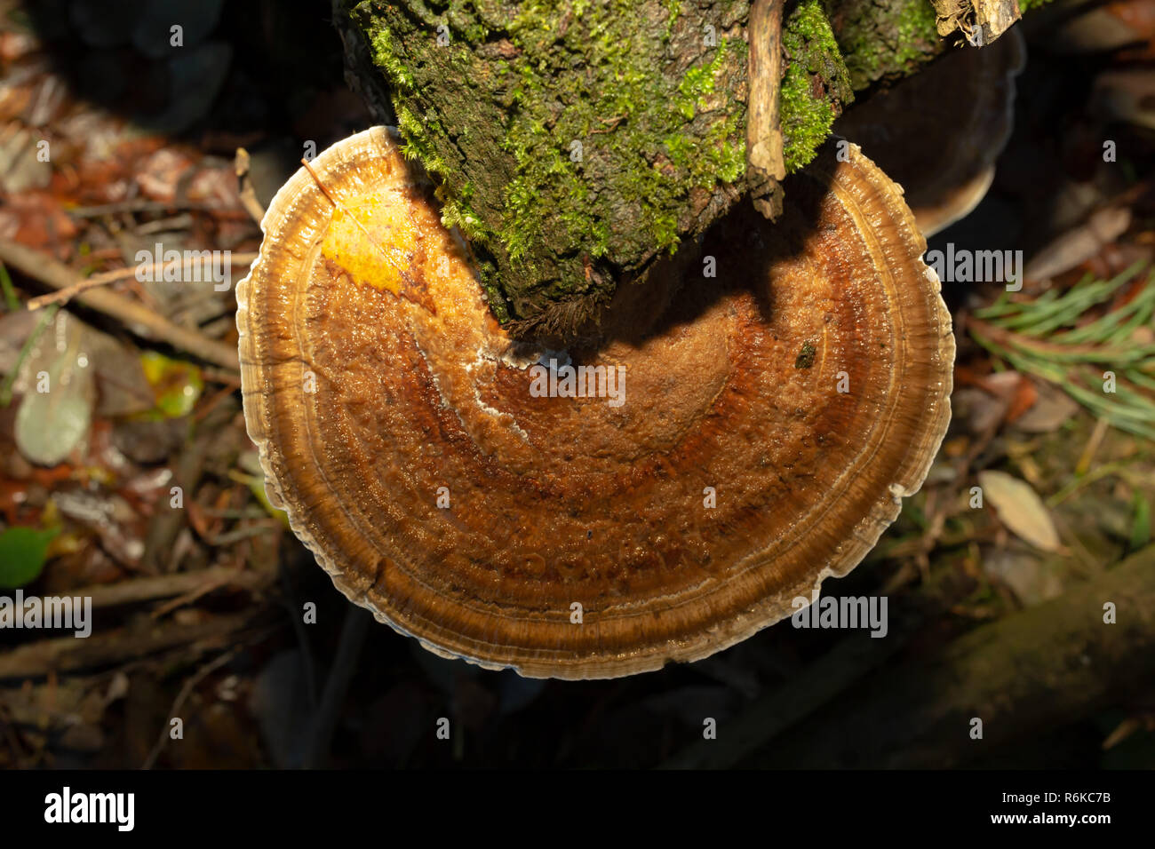 Close-up colour photograph of a circular blushing bracket polypore on fallen wood illuminated with on-camera flash with orange filter. Stock Photo