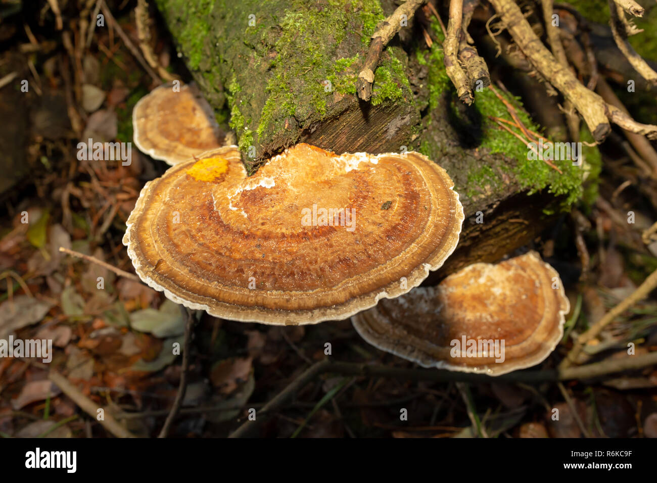 Close-up colour photograph of a circular blushing bracket polypore on fallen wood illuminated with on-camera flash with orange filter. Stock Photo