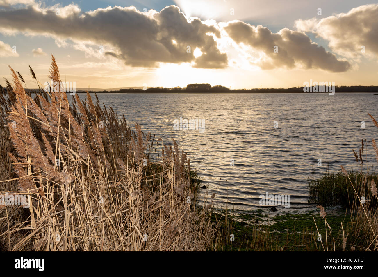 Landscape photograph with illuminated reeds in foreground and gently rippling water in background under a dramatic golden sky. Stock Photo