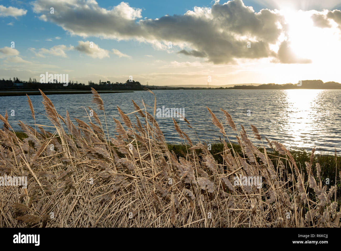 Landscape photograph with illuminated reeds in foreground and gently ...