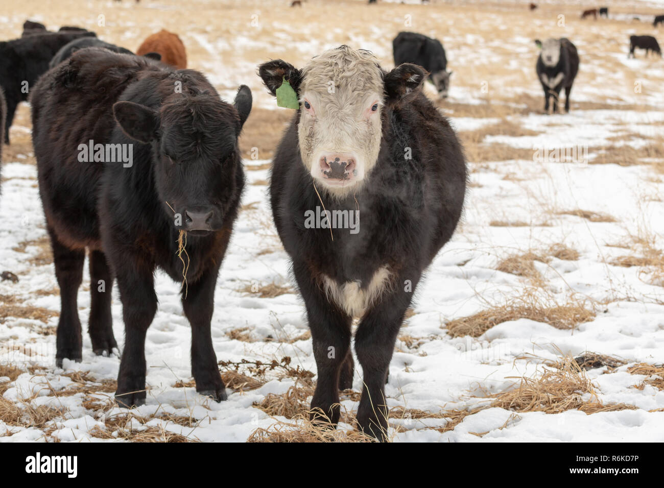 Angus and Hereford cows looking at camera exhaling breath in cold air   in a field, Alberta ranch Stock Photo